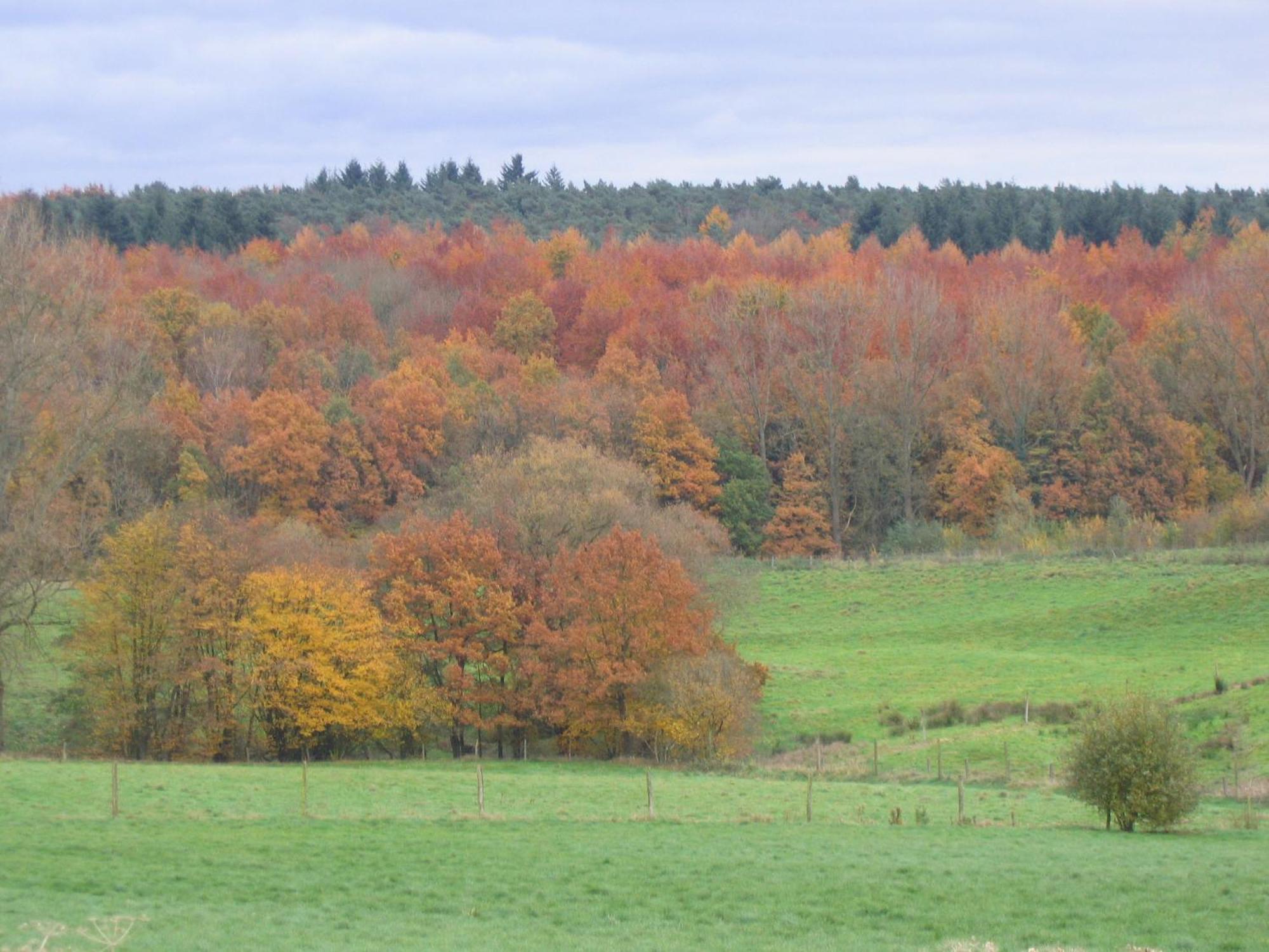 Hallerbos B&B In Bluebell Forest Хале Екстериор снимка