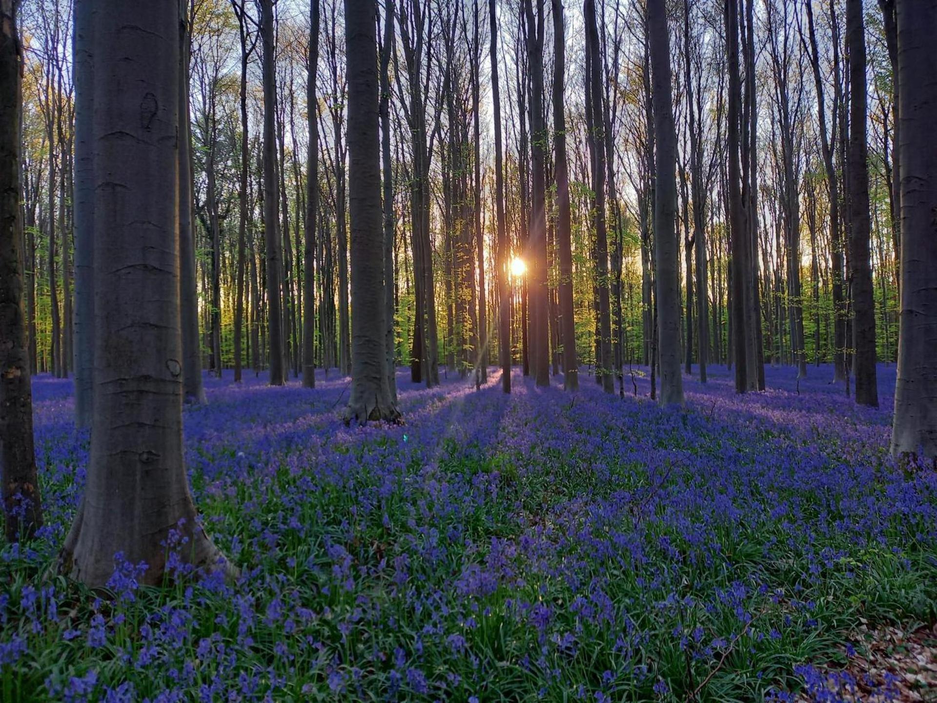 Hallerbos B&B In Bluebell Forest Хале Екстериор снимка